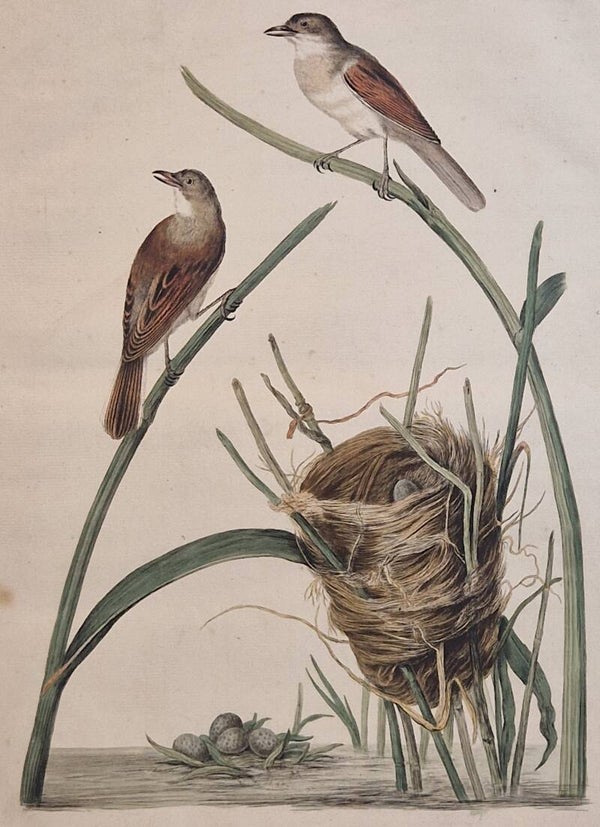 Turdus, Calamoxenus, plaat 52 boek II. Sepp en Nozeman 1789..