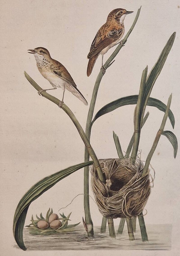 Turdus, junco, minor, plaat 53 boek II. Sepp en Nozeman 1789..