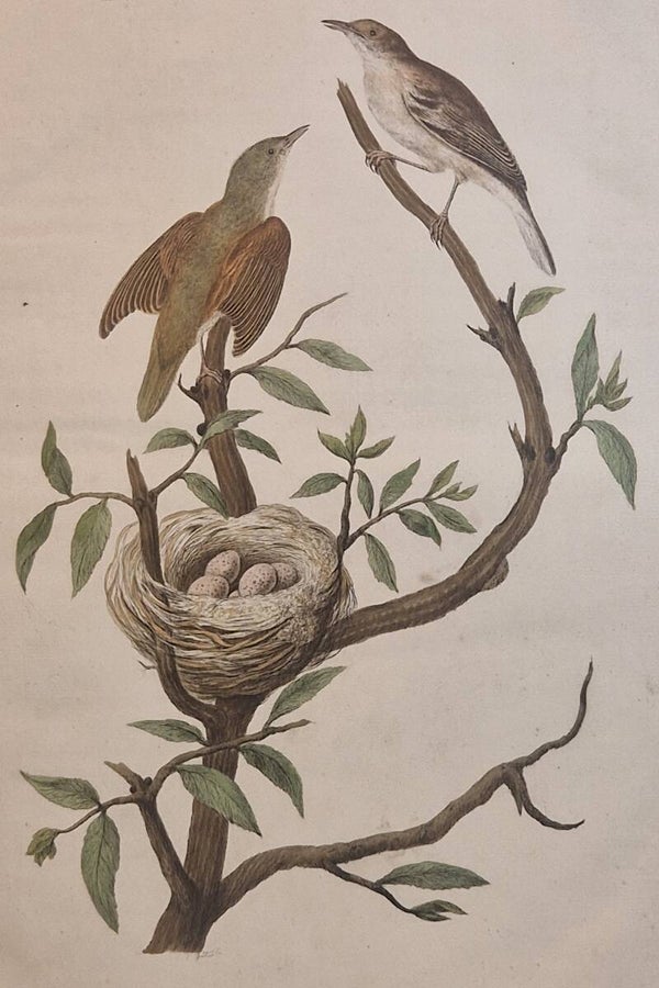Turdus, Arundinaceus minimus, plaat 54 boek II. Sepp en Nozeman 1789.