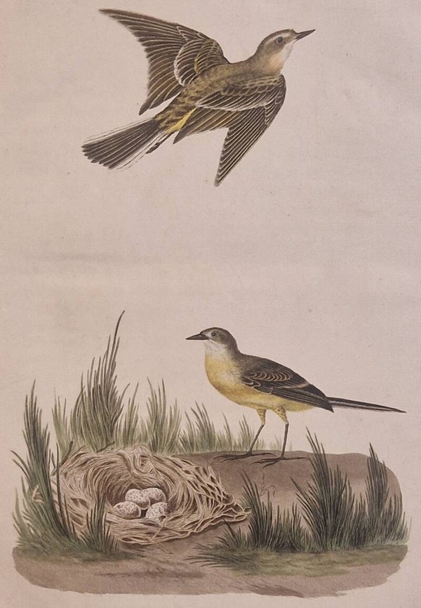 Motacilla, flava plaat 55 boek II. Sepp en Nozeman 1789..