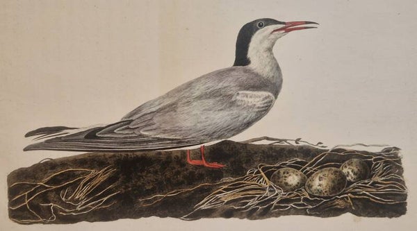 Larus minor cinereus sterna hirundo. plaat 56 boek II. Sepp en Nozeman 1789..
