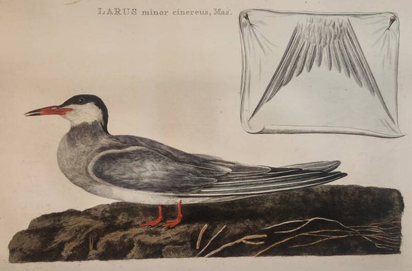 Larus minor cinereus mas. plaat 57 boek II. Sepp en Nozeman 1789..