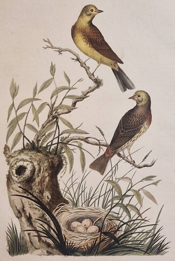 Emberiza Citrinella. plaat 61 boek II. Sepp en Nozeman 1789..