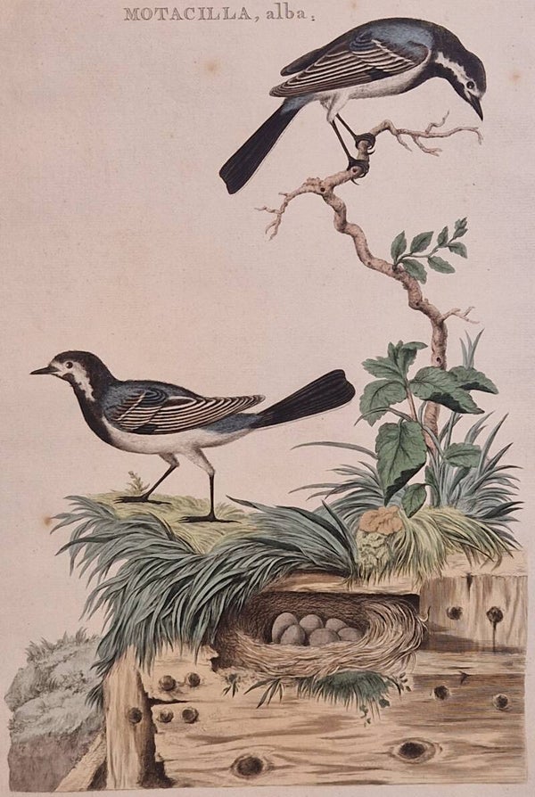 Motacilla, alba. plaat 63 boek II. Sepp en Nozeman 1789..