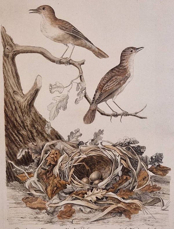 Motacilla, luscinia. plaat 65 boek II. Sepp en Nozeman 1789..