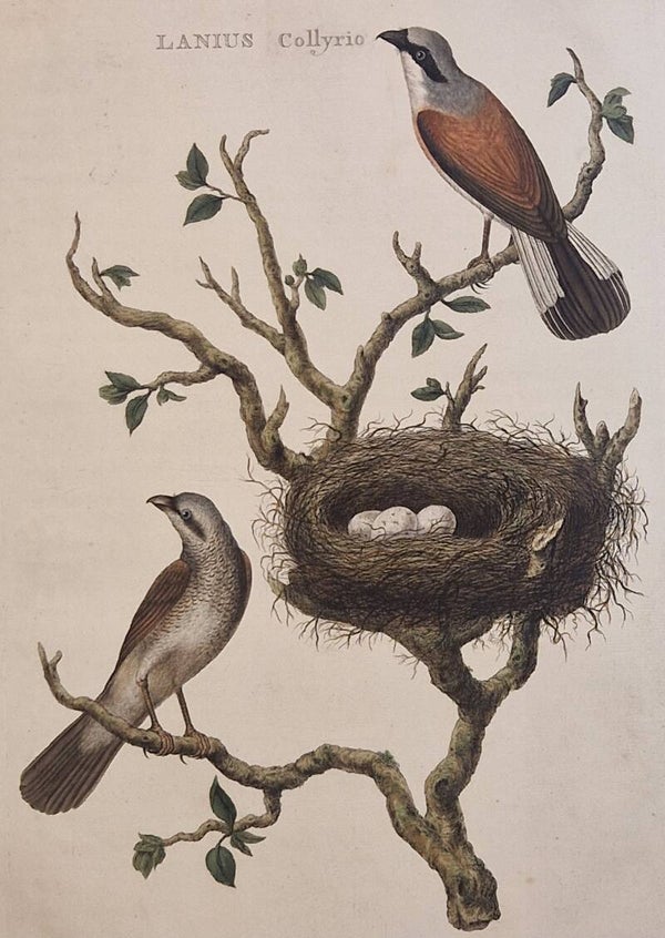 Lanius Collyrio. plaat 66 boek II. Sepp en Nozeman 1789..