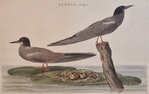 Sterna, Nigra. plaat 68 boek II. Sepp en Nozeman 1789.