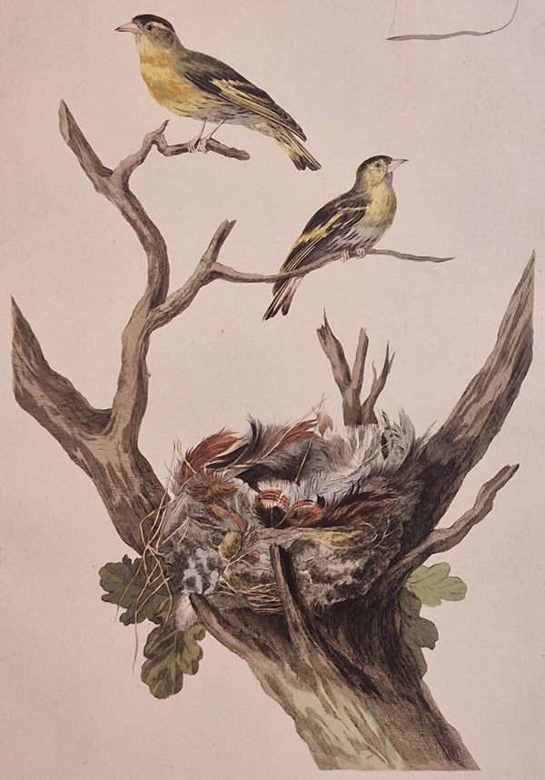 Fringilla, Spinus. plaat 70 boek II. Sepp en Nozeman 1789..