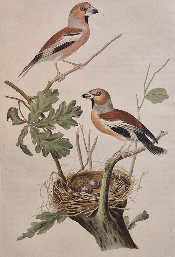 Loxia, Coccothraustes plaat 71 boek II. Sepp en Nozeman 1789.