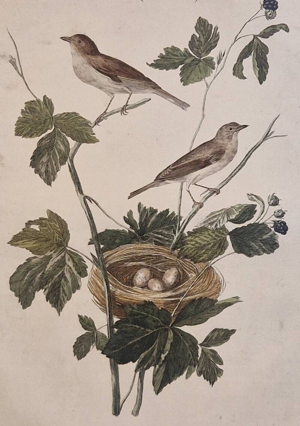 Motacilla,(ruborum) Cinerea.  plaat 72 boek II. Sepp en Nozeman 1789..