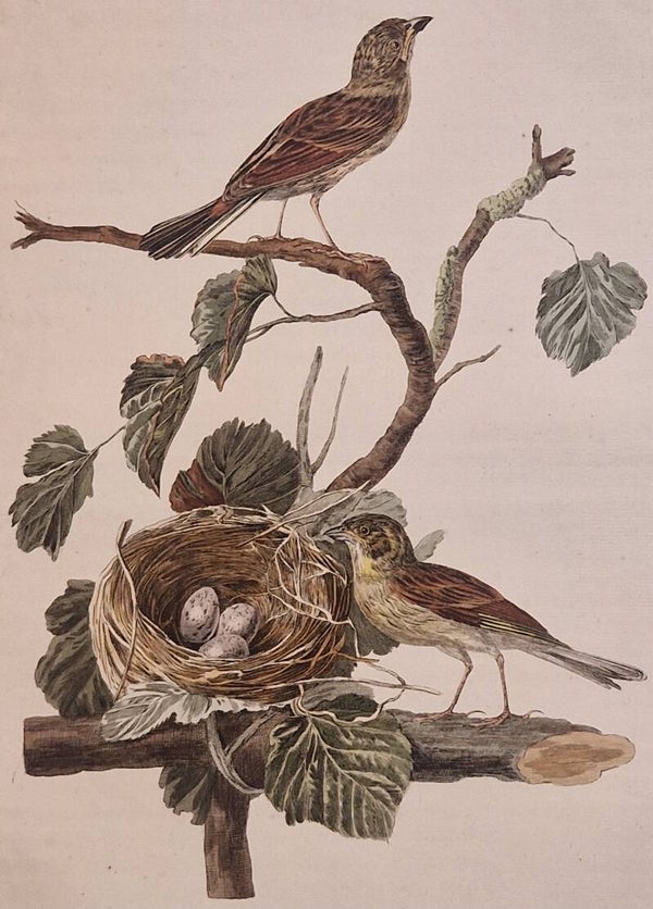 Emberiza (an Hortulana). plaat 73 boek II. Sepp en Nozeman 1789..