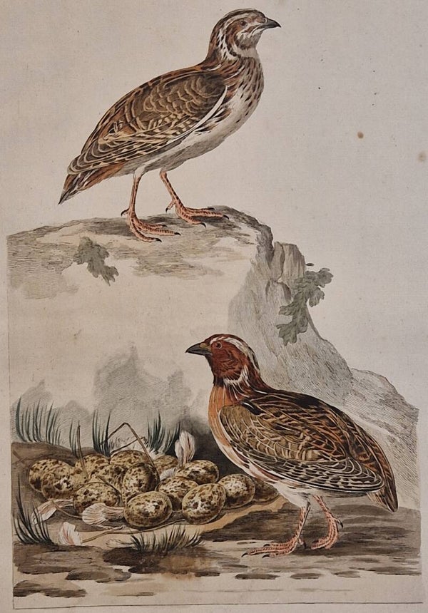 Tetrao, Coturnix. plaat 74 boek II. Sepp en Nozeman 1789..