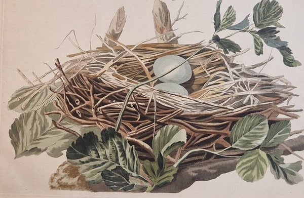Nidus Ardeae Nycticoracis. plaat 79  boek II. Sepp en Nozeman 1789..