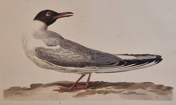 Larus, mas. plaat 80  boek II. Sepp en Nozeman 1789..