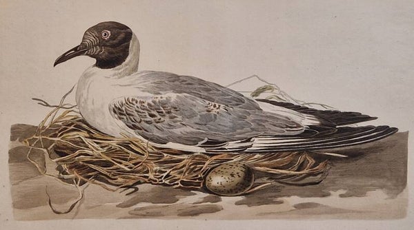 Larus. plaat 81  boek II. Sepp en Nozeman 1789.