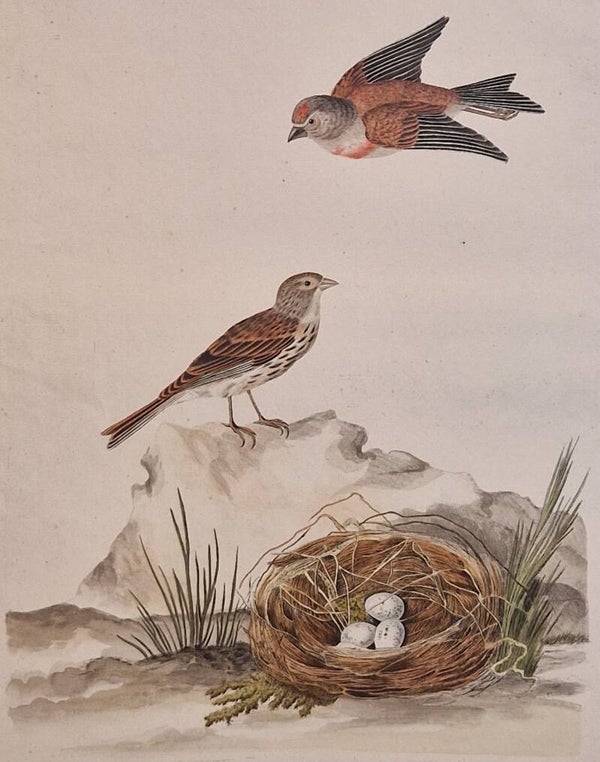 Fringilla, Cannabina. plaat 82  boek II. Sepp en Nozeman 1789..