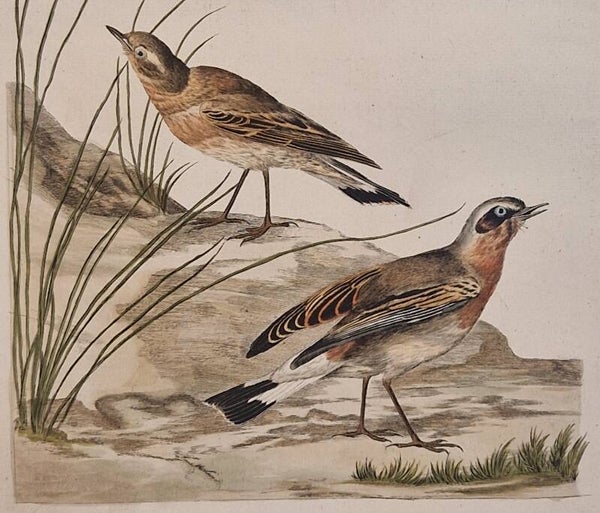 Motacilla, Oenanthe. plaat 85  boek II. Sepp en Nozeman 1789..