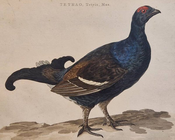 Tetrao, tetrix, mas. plaat 86  boek II. Sepp en Nozeman 1789..