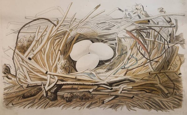 Nidus Platalea, Leucorodia. plaat 90  boek II. Sepp en Nozeman 1789..