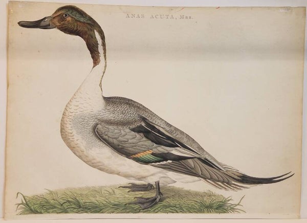 Anas Acuta, mas. plaat 92  boek II. Sepp en Nozeman 1789..