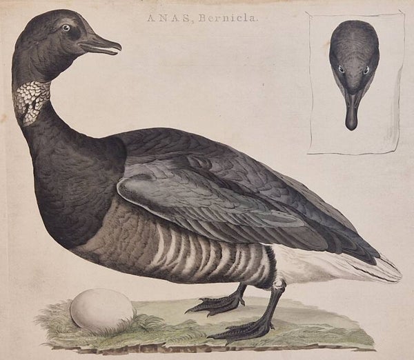 Anas Bernicla. plaat 98  boek II. Sepp en Nozeman 1789..