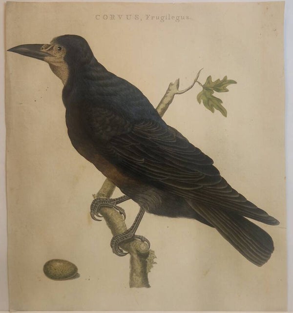 Corvus, Frugilegus.  plaat 103 boek IIi Sepp en Nozeman 1797..