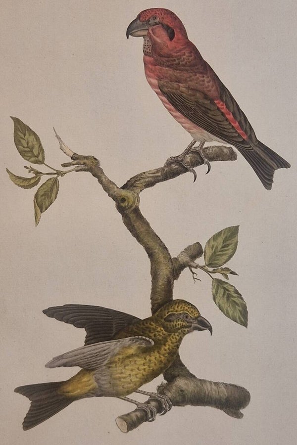 Loxia, Curuirostra.  plaat 114 boek IIi Sepp en Nozeman 1797..