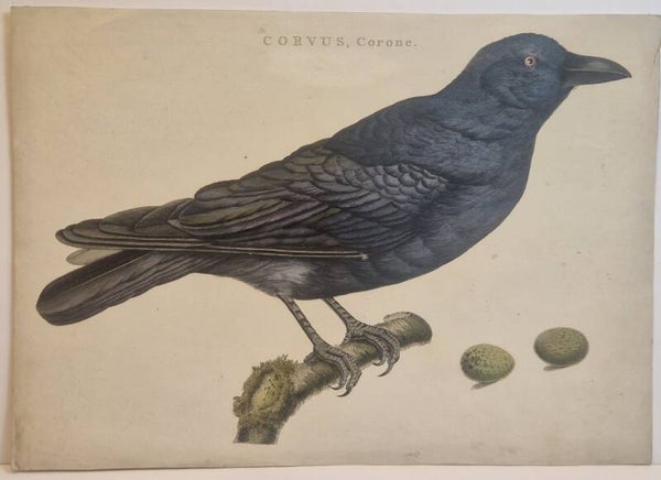 Corvus Corone.  plaat 115 boek IIi Sepp en Nozeman 1797..