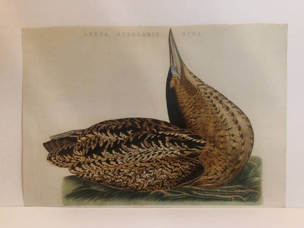 Ardea Tellaris Rufa.  plaat 174 boek IV. Sepp en Nozeman 1809..