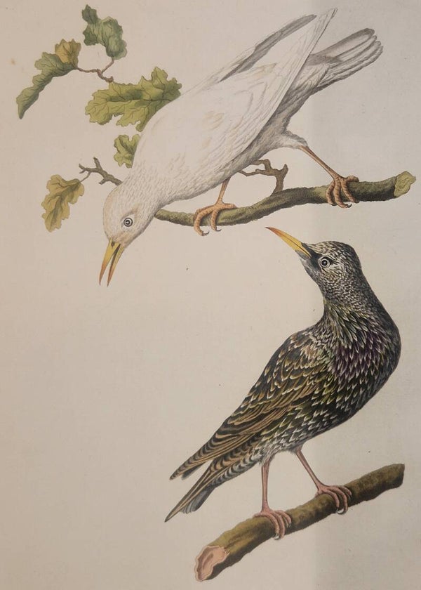 Sturnus Alba.  plaat 192 boek IV. Sepp en Nozeman 1809..