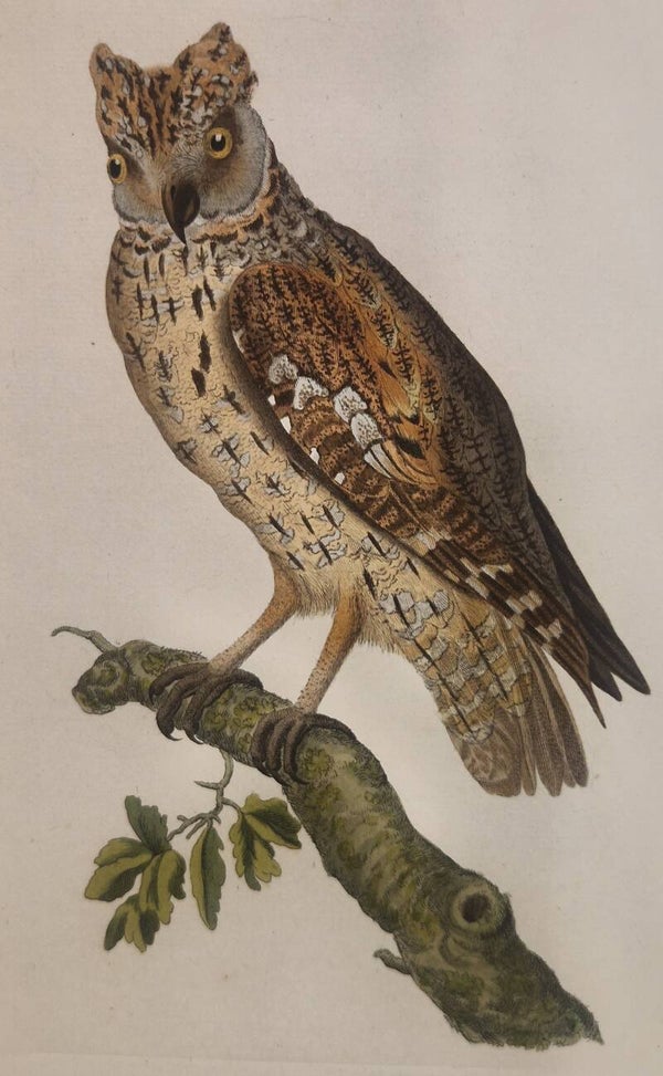 Strix Scops.  plaat 193 boek IV. Sepp en Nozeman 1809..