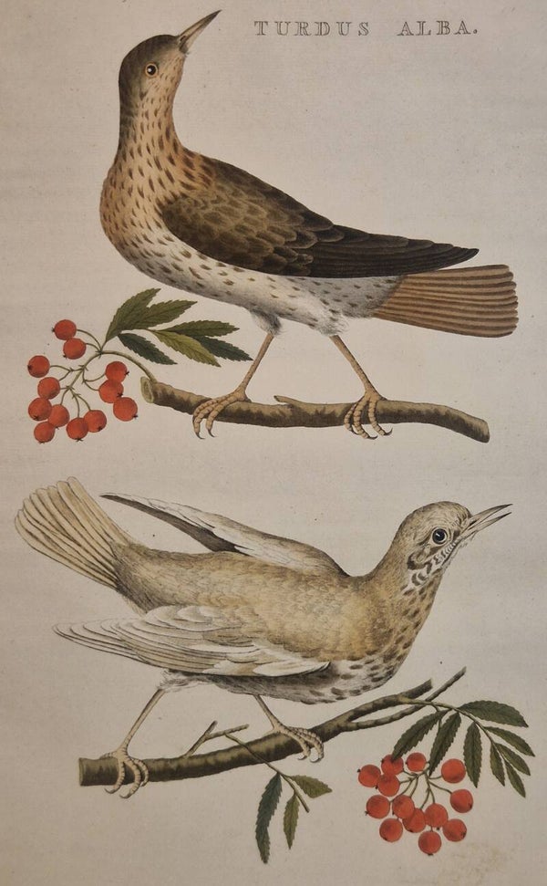 Turdus Alba.  plaat 195 boek IV. Sepp en Nozeman 1809..