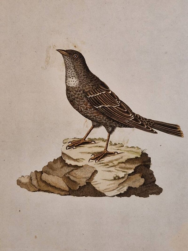 Ascenter Alpinus. plaat 202 boek V. Sepp en Nozeman 1829.