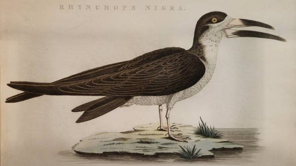 Rhynchops nigra. plaat 203 boek V. Sepp en Nozeman 1829.