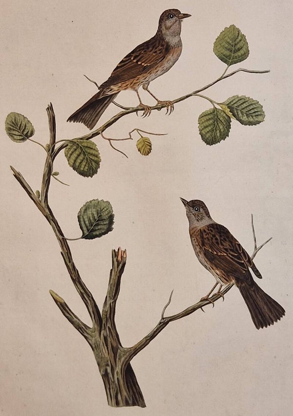 Sylvia Modularis. plaat 205 boek V. Sepp en Nozeman 1829.