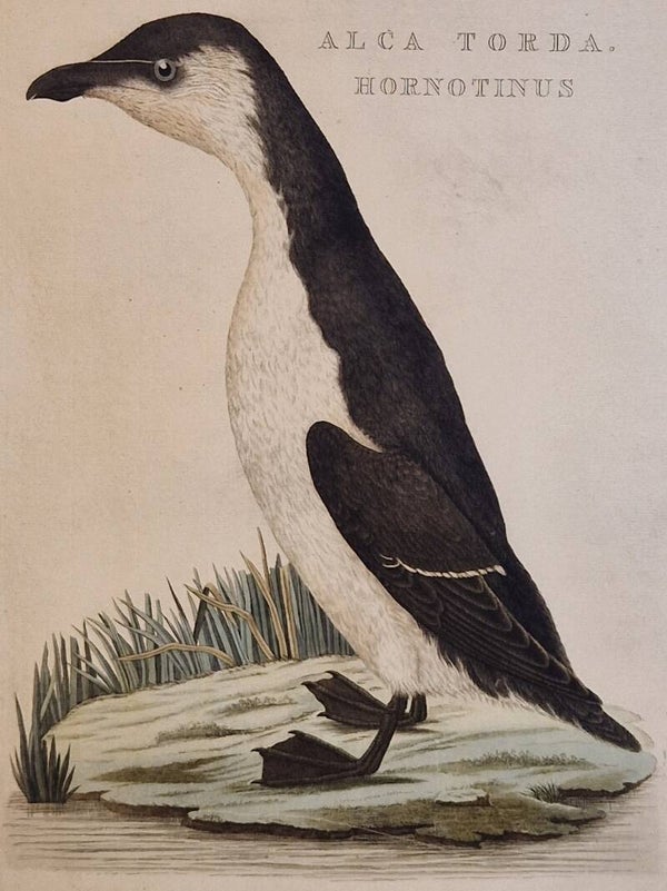 Alca Torda Hornotinus. plaat 206 boek V. Sepp en Nozeman 1829.