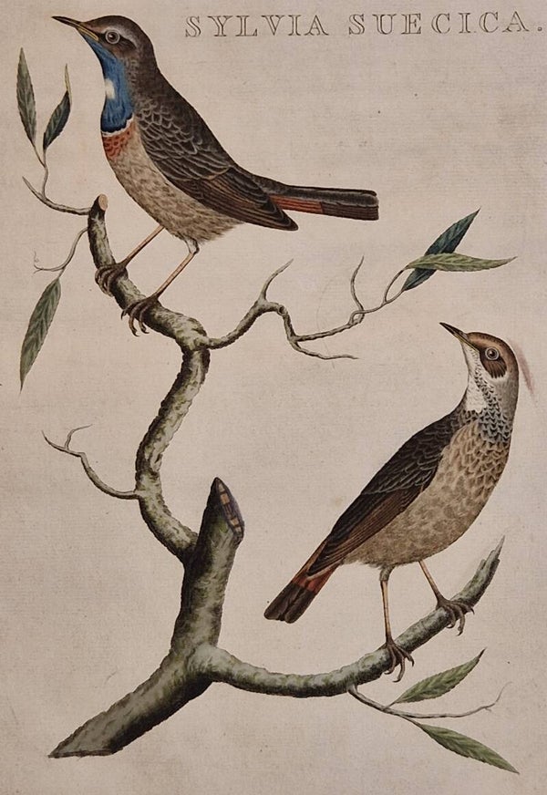 Sylvia Suecica. plaat 209 boek V. Sepp en Nozeman 1829.