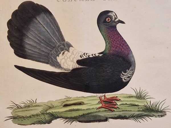 Columba Tremula. plaat 210 boek V. Sepp en Nozeman 1829.
