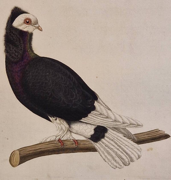 Columba Cuculata. plaat 211 boek V. Sepp en Nozeman 1829.