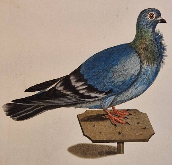 Columba Turbita. plaat 214 boek V. Sepp en Nozeman 1829.