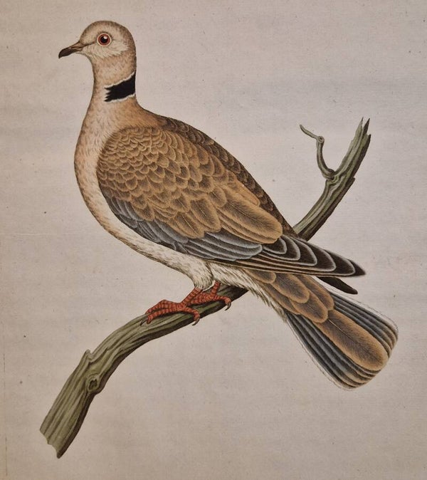 Columba Risorio. plaat 215 boek V. Sepp en Nozeman 1829.