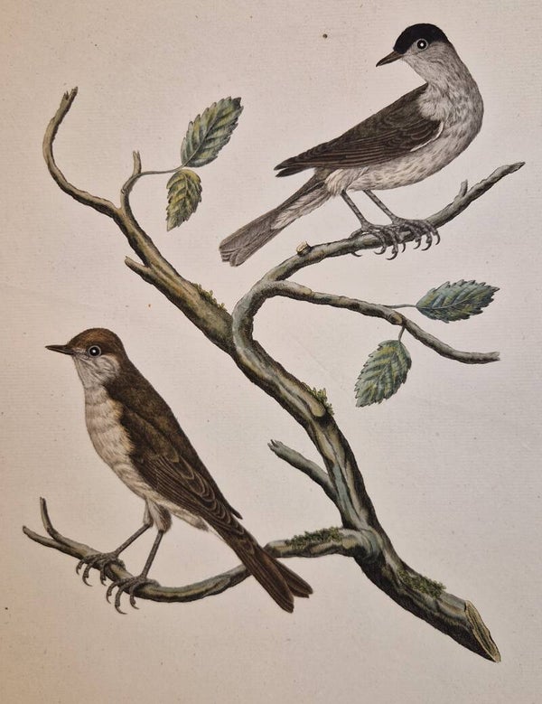 Sylvia Atricapilla. plaat 216 boek V. Sepp en Nozeman 1829.