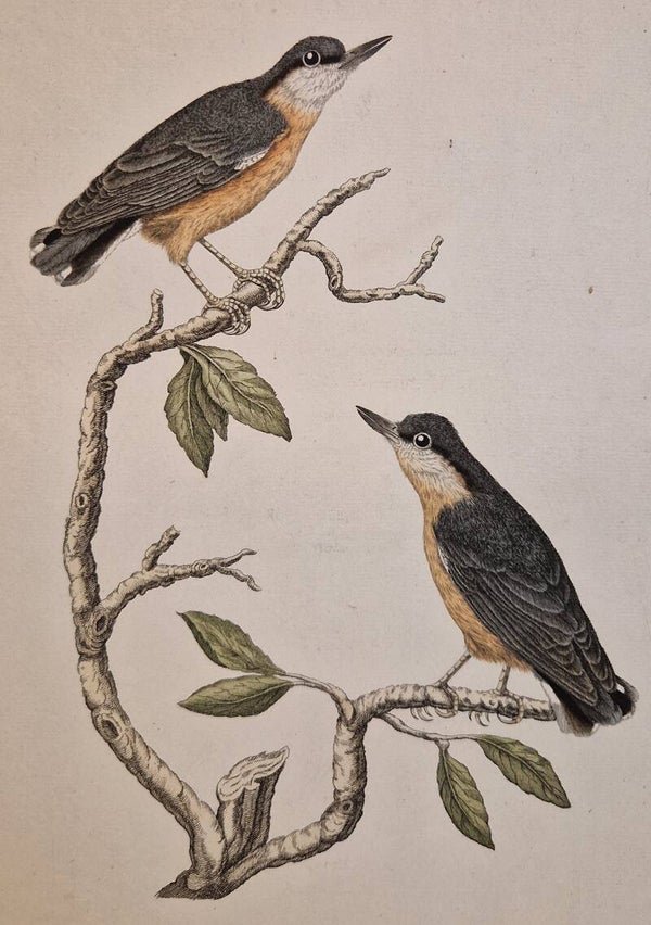 Sitta Europea. plaat 219 boek V. Sepp en Nozeman 1829.