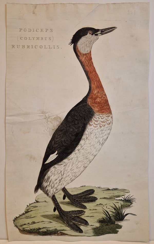 Podiceps (Colymbus) Rubricollis. plaat 221 boek V. Sepp en Nozeman 1829.
