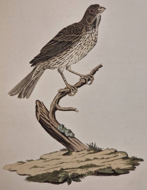 Emberiza miliaria. plaat 222 boek V. Sepp en Nozeman 1829.
