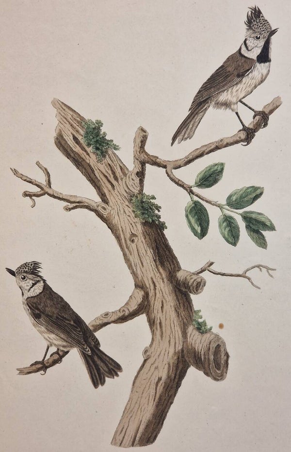 Parus Cristatus. plaat 226 boek V. Sepp en Nozeman 1829.