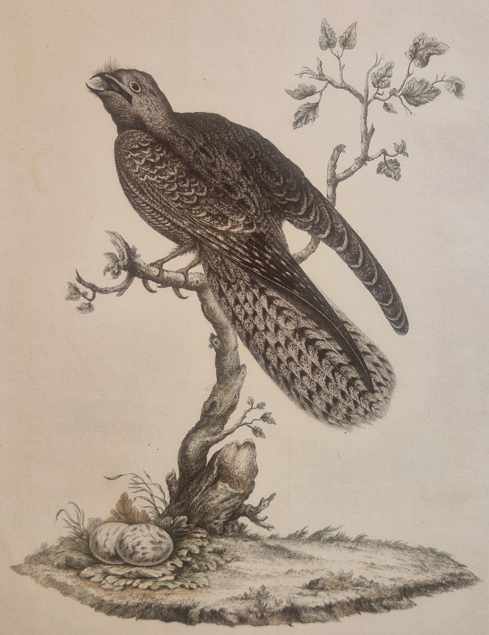Caprimulgus, plaat 21 boek I. Sepp en Nozeman 1770.