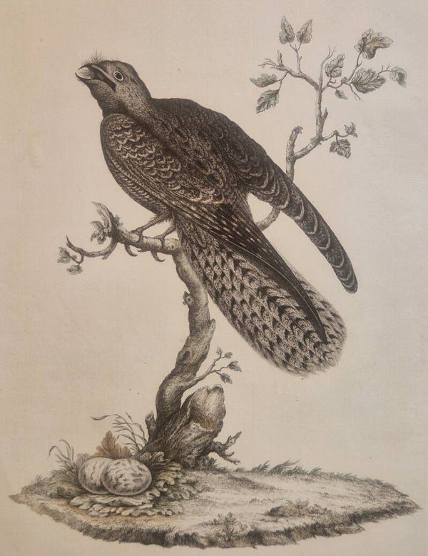 Caprimulgus, plaat 21 boek I. Sepp en Nozeman 1770.