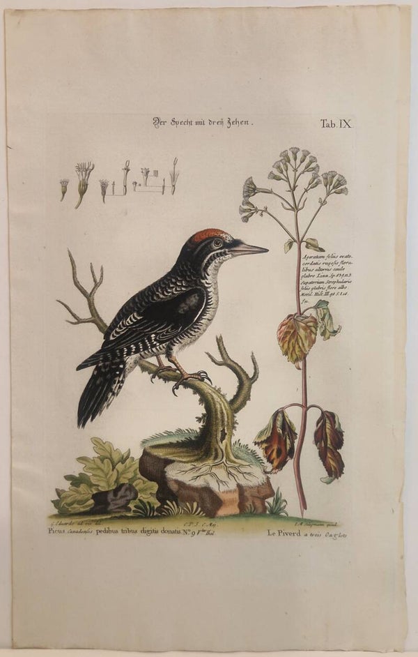 Picus Canadensis.  G.Edwards. 1771