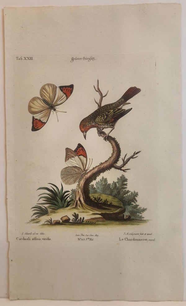 Grüner Stiegliß. Seligmann 1770.